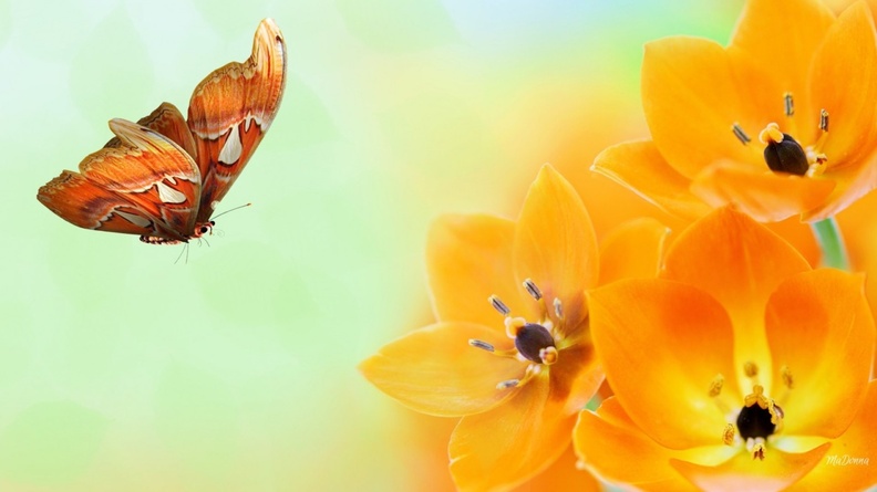 1986066-1920x1080-Orange-is-Orange